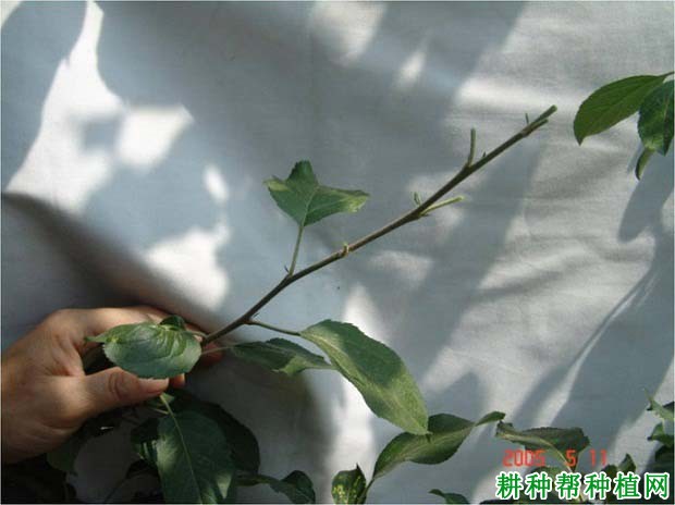 苹果树如何摘心、去叶,什么时候进行好? 苹果树如何摘心、去叶,什么时候进行好?