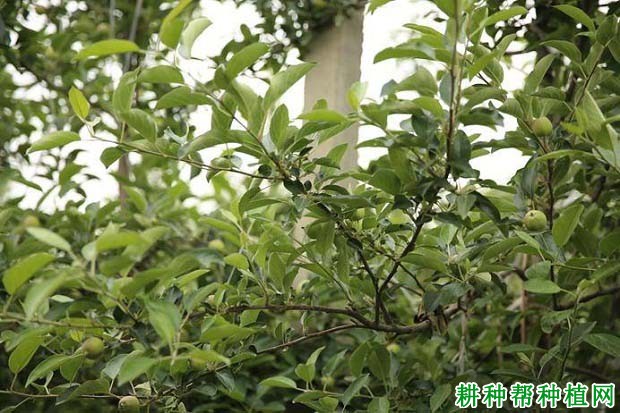 苹果树如何摘心、去叶,什么时候进行好? 苹果树如何摘心、去叶,什么时候进行好?