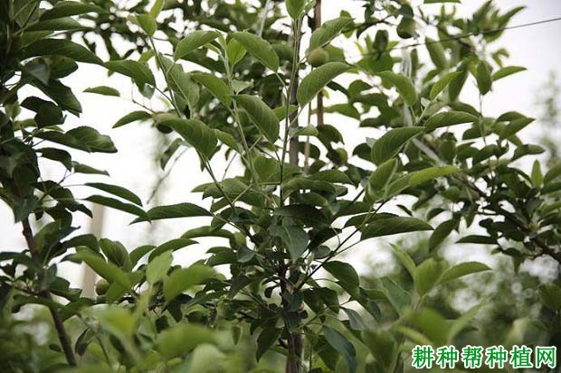 苹果树如何摘心、去叶,什么时候进行好? 苹果树如何摘心、去叶,什么时候进行好?