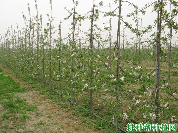 苹果高细纺锤树形如何培养? 苹果高细纺锤树形如何培养?