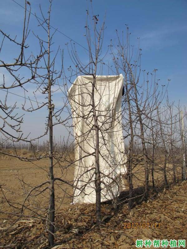 苹果高细纺锤树形如何培养? 苹果高细纺锤树形如何培养?