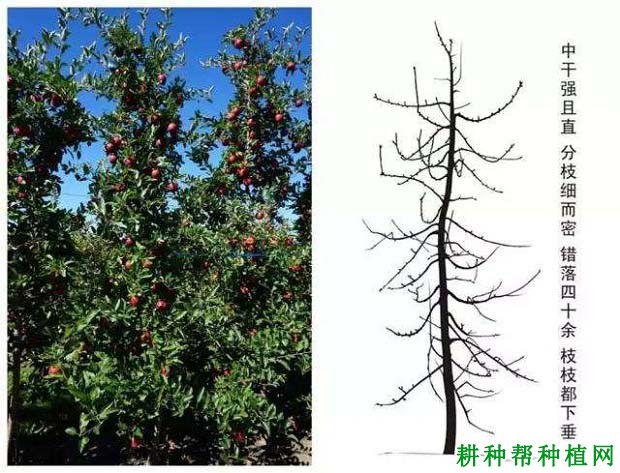 苹果高细纺锤树形如何培养? 苹果高细纺锤树形如何培养?