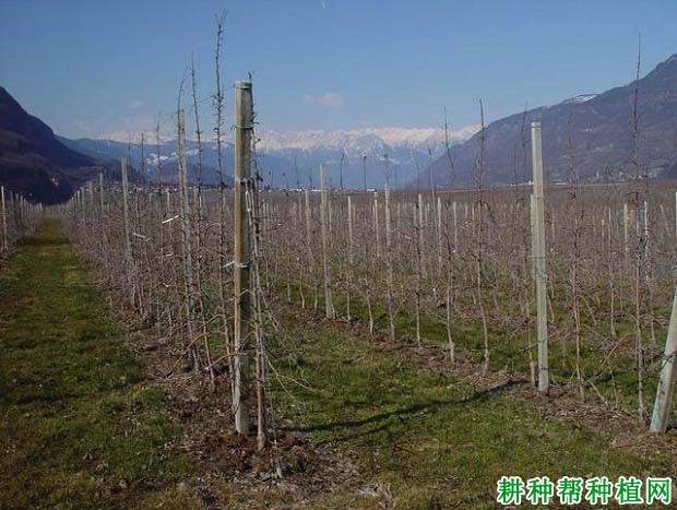 苹果高细纺锤树形如何培养? 苹果高细纺锤树形如何培养?