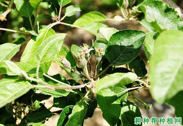 苹果树如何摘心,什么时候摘心好? 苹果树如何摘心,什么时候摘心好?