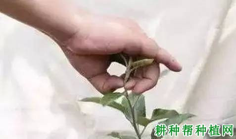 苹果树如何摘心,什么时候摘心好? 苹果树如何摘心,什么时候摘心好?