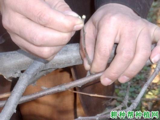 苹果树如何抑顶促萌? 苹果树如何抑顶促萌?