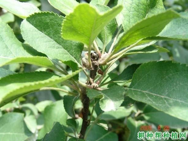 苹果树如何抑顶促萌? 苹果树如何抑顶促萌?
