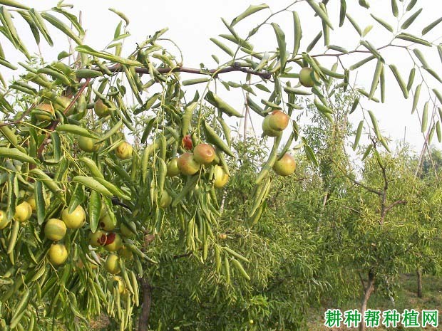 枣树怎么施肥,施什么肥料好? 枣树怎么施肥,施什么肥料好?
