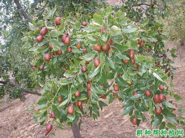 枣树怎么施肥,施什么肥料好? 枣树怎么施肥,施什么肥料好?