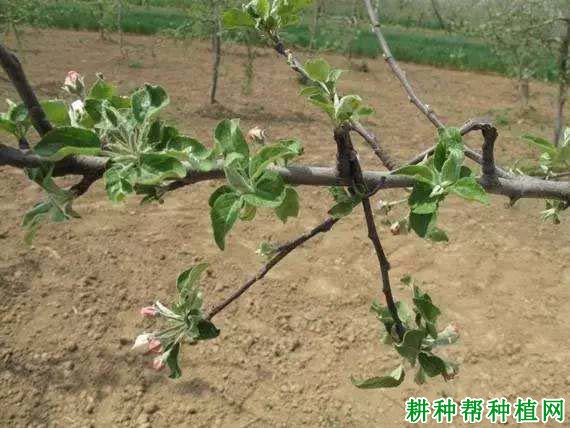 苹果树如何转枝,什么时候转枝好? 苹果树如何转枝,什么时候转枝好?