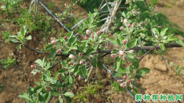 苹果树如何转枝,什么时候转枝好? 苹果树如何转枝,什么时候转枝好?