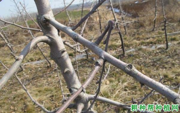 苹果树如何转枝,什么时候转枝好? 苹果树如何转枝,什么时候转枝好?