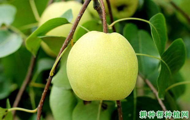 梨树怎么施肥,施什么肥料好? 梨树怎么施肥,施什么肥料好?