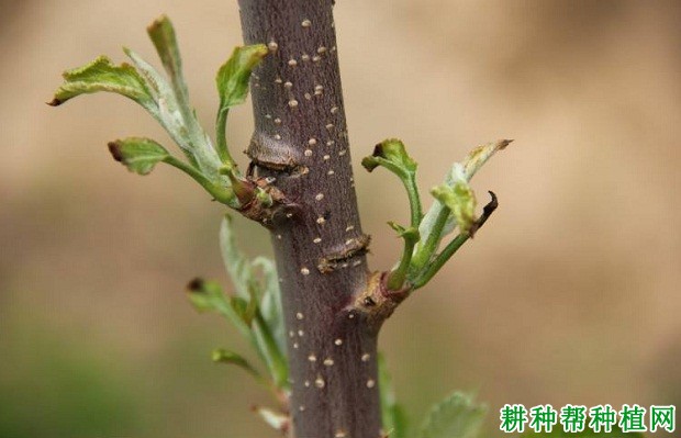 苹果树如何刻芽,什么时候刻芽好? 苹果树如何刻芽,什么时候刻芽好?