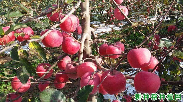 苹果树怎么施肥,施什么肥料好? 苹果树怎么施肥,施什么肥料好?