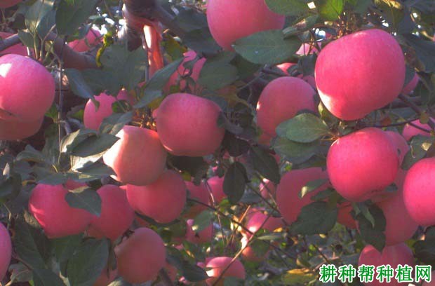 苹果树如何刻芽,什么时候刻芽好? 苹果树如何刻芽,什么时候刻芽好?
