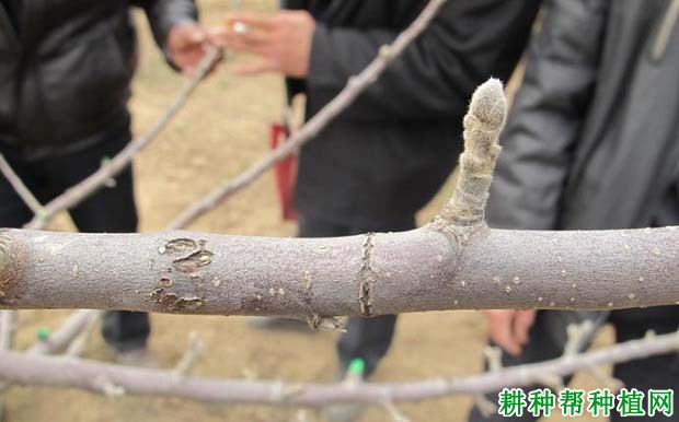 苹果树如何刻芽,什么时候刻芽好? 苹果树如何刻芽,什么时候刻芽好?