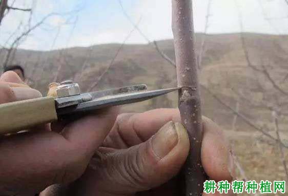苹果树如何刻芽,什么时候刻芽好? 苹果树如何刻芽,什么时候刻芽好?