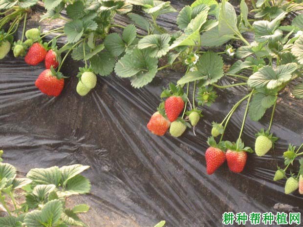 草莓如何施肥,施什么肥料好? 草莓如何施肥,施什么肥料好?
