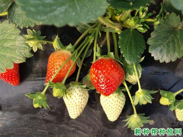草莓如何施肥,施什么肥料好? 草莓如何施肥,施什么肥料好?