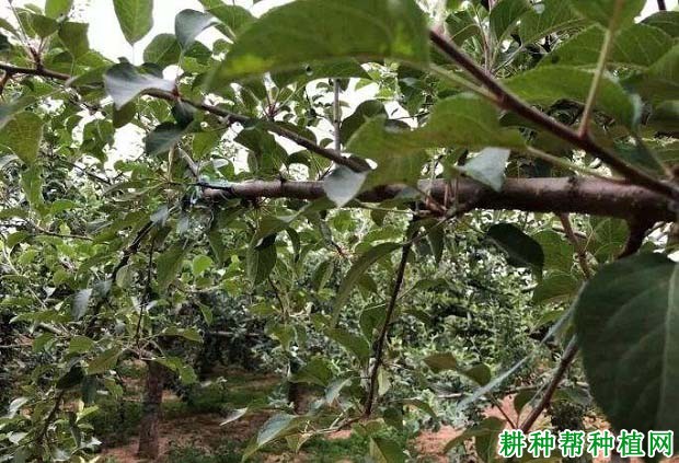 苹果树如何缓放,什么时候缓放好? 苹果树如何缓放,什么时候缓放好?