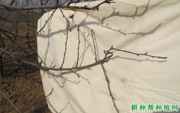 苹果树如何缓放,什么时候缓放好? 苹果树如何缓放,什么时候缓放好?
