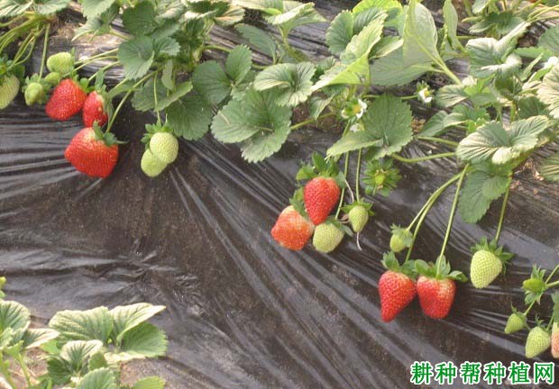 环境条件对草莓果实生长有哪些影响? 环境条件对草莓果实生长有哪些影响?