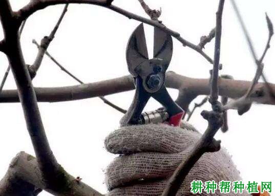 苹果树如何缩剪,什么时候缩剪好? 苹果树如何缩剪,什么时候缩剪好?