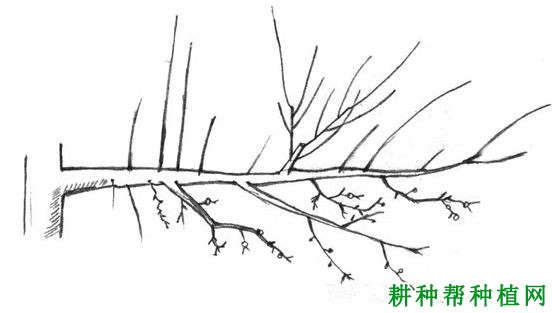 苹果树如何缩剪,什么时候缩剪好? 苹果树如何缩剪,什么时候缩剪好?