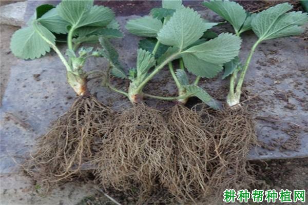 草莓的根系有什么特点? 草莓的根系有什么特点?