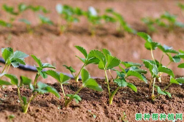 草莓的根系有什么特点? 草莓的根系有什么特点?