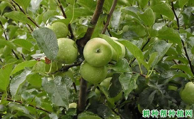 苹果树如何疏枝,什么时候疏枝好? 苹果树如何疏枝,什么时候疏枝好?