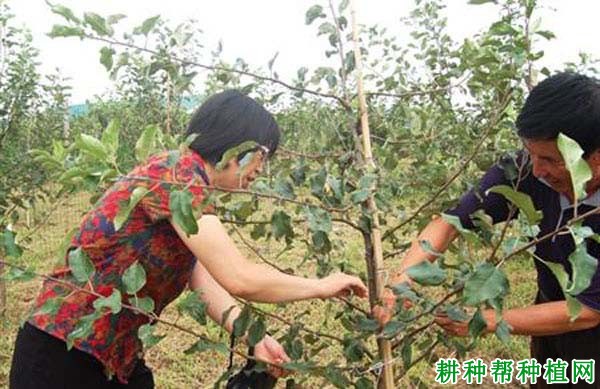 苹果树如何疏枝,什么时候疏枝好? 苹果树如何疏枝,什么时候疏枝好?