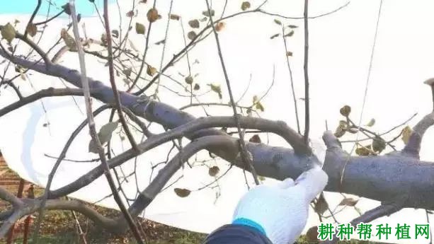 苹果树如何疏枝,什么时候疏枝好? 苹果树如何疏枝,什么时候疏枝好?