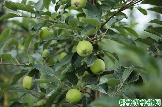 苹果树如何疏枝,什么时候疏枝好? 苹果树如何疏枝,什么时候疏枝好?
