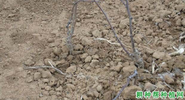 猕猴桃苗如何移栽定植? 猕猴桃苗如何移栽定植?