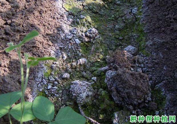 草莓大棚土壤盐渍化的原因是什么,如何改善? 草莓大棚土壤盐渍化的原因是什么,如何改善?