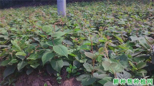 猕猴桃苗如何移栽定植? 猕猴桃苗如何移栽定植?