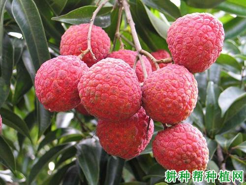 贵妃红荔枝品种好不好? 贵妃红荔枝品种好不好?