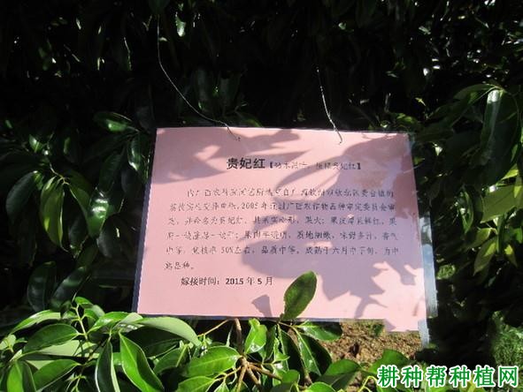 贵妃红荔枝品种好不好? 贵妃红荔枝品种好不好?