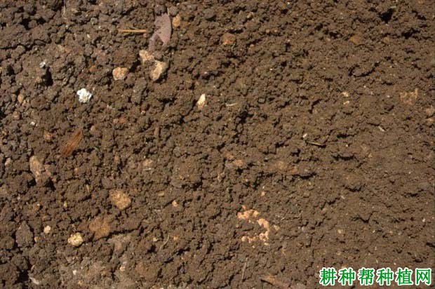 大棚草莓连作障碍如何解决? 大棚草莓连作障碍如何解决?