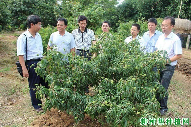 贵妃红荔枝品种好不好? 贵妃红荔枝品种好不好?