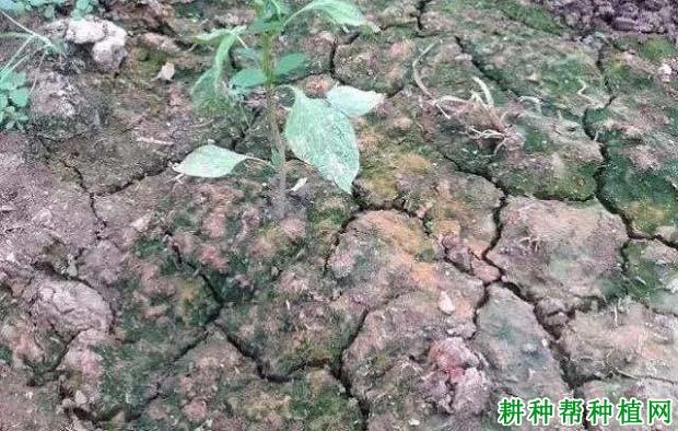 草莓大棚土壤酸化的原因是什么,怎么办? 草莓大棚土壤酸化的原因是什么,怎么办?