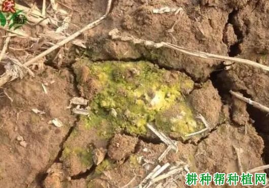 草莓大棚土壤酸化的原因是什么,怎么办? 草莓大棚土壤酸化的原因是什么,怎么办?