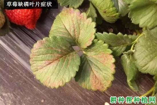 草莓缺磷会怎么样,磷中毒有哪些表现? 草莓缺磷会怎么样,磷中毒有哪些表现?