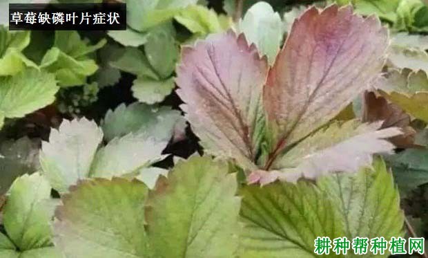 草莓缺磷会怎么样,磷中毒有哪些表现? 草莓缺磷会怎么样,磷中毒有哪些表现?