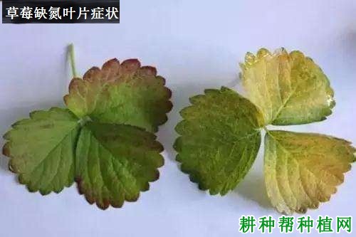 草莓缺氮会怎么样,氮过量又会怎么样? 草莓缺氮会怎么样,氮过量又会怎么样?