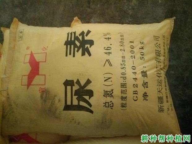 草莓缺氮会怎么样,氮过量又会怎么样? 草莓缺氮会怎么样,氮过量又会怎么样?