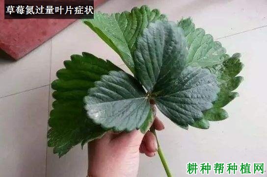 草莓缺氮会怎么样,氮过量又会怎么样? 草莓缺氮会怎么样,氮过量又会怎么样?