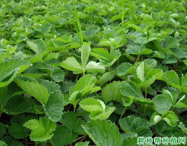 草莓缺氮会怎么样,氮过量又会怎么样? 草莓缺氮会怎么样,氮过量又会怎么样?